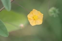 Sweet Indian Mallow (Abutilon fruticosum)