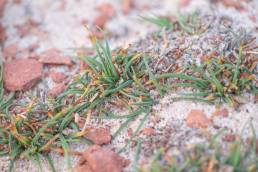 Socotra plant (Poaceae)