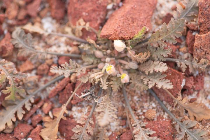 Corchorus erodioides