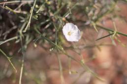 Convolvulus hildebrandtii