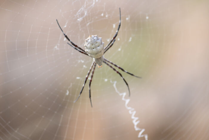 Argiope…</p><hr class=