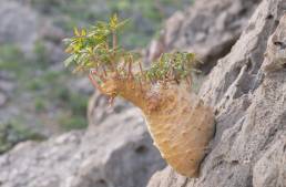 Socotran Fig (Dorstenia gigas)