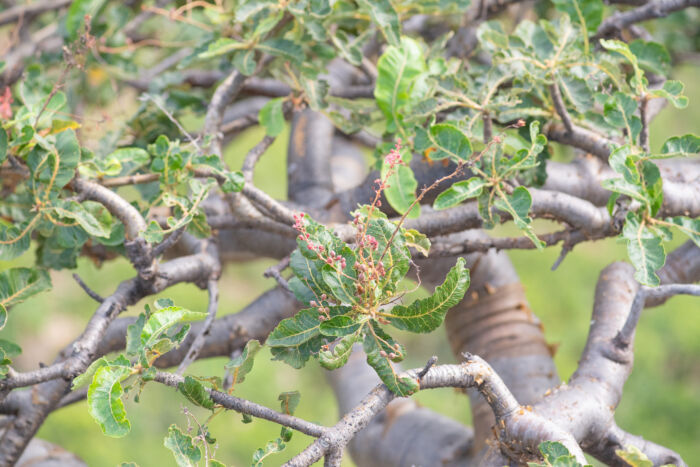 Boswellia popoviana