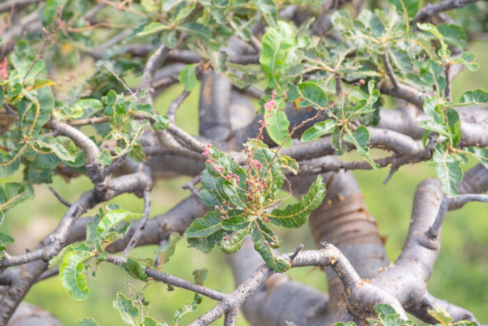 Boswellia popoviana