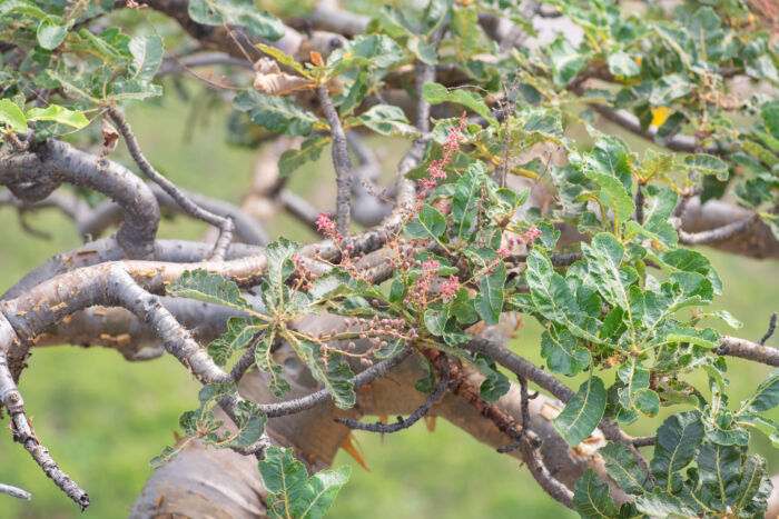 Boswellia popoviana