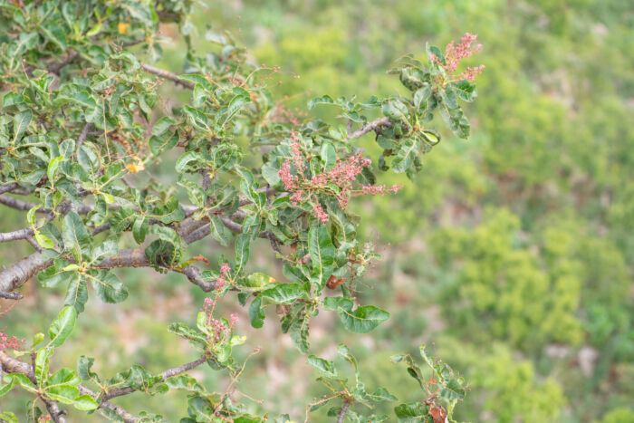 Boswellia popoviana