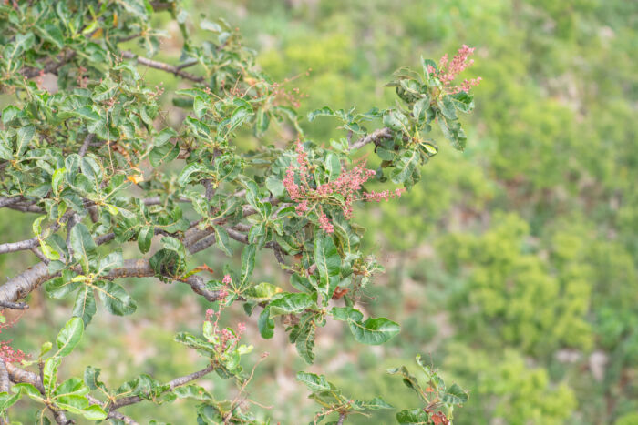 Boswellia popoviana