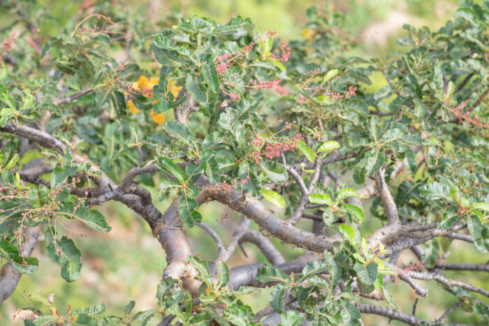 Boswellia popoviana