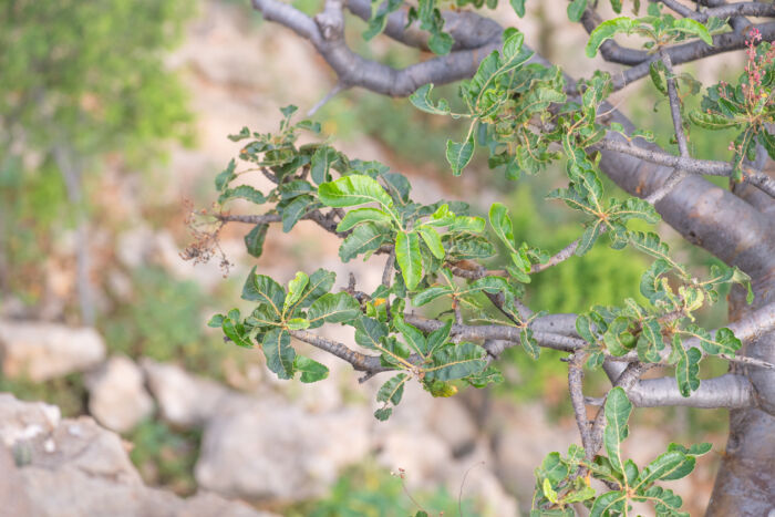 Boswellia popoviana