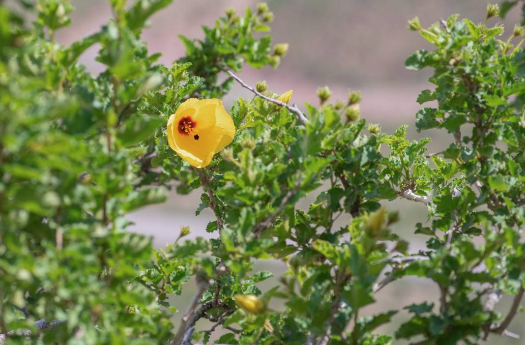 Hibiscus scottii