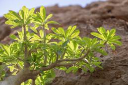 Socotran Fig (Dorstenia gigas)