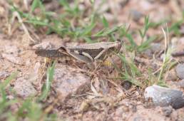 Diabolocatantops axillaris