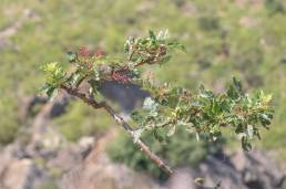 Boswellia popoviana