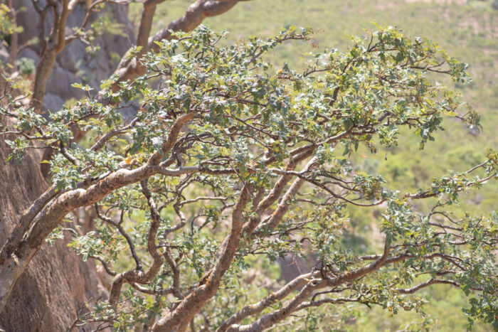 Boswellia popoviana