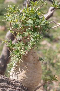 Socotran Fig (Dorstenia gigas)