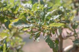 Boswellia popoviana