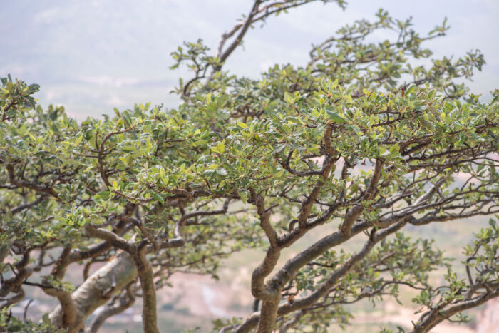 Boswellia popoviana