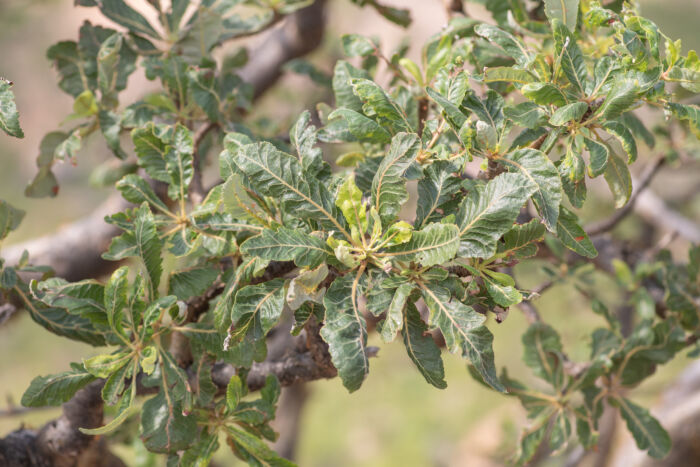 Boswellia popoviana