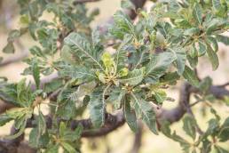 Boswellia popoviana