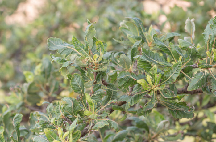 Boswellia popoviana