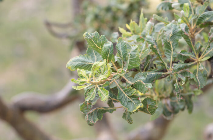 Boswellia popoviana