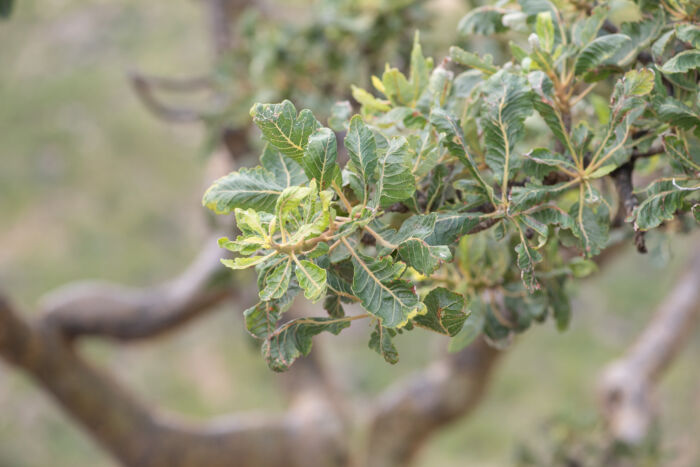 Boswellia popoviana