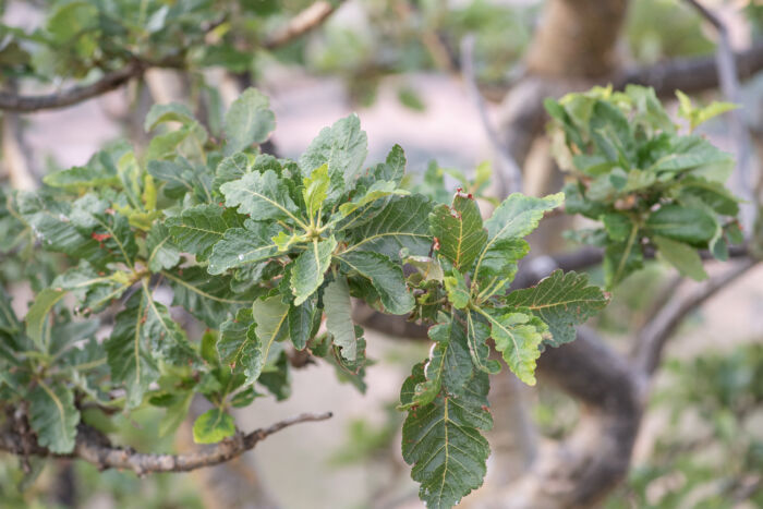 Boswellia popoviana