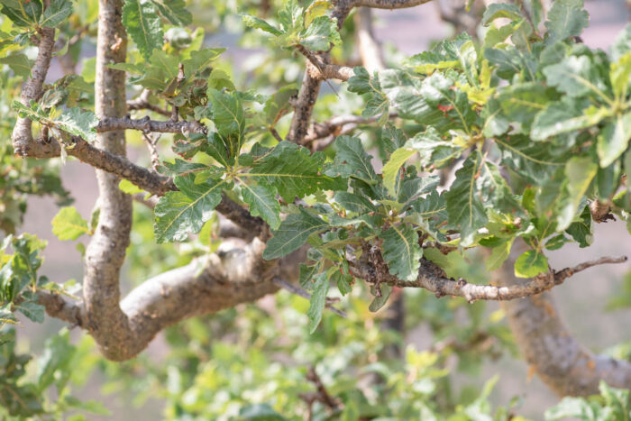 Boswellia popoviana