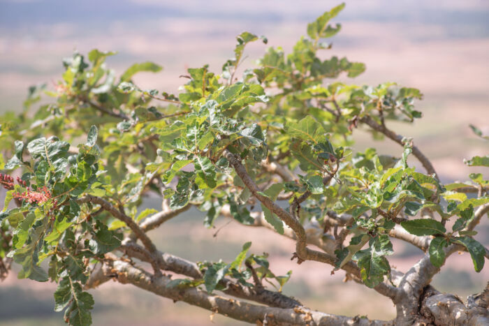 Boswellia popoviana