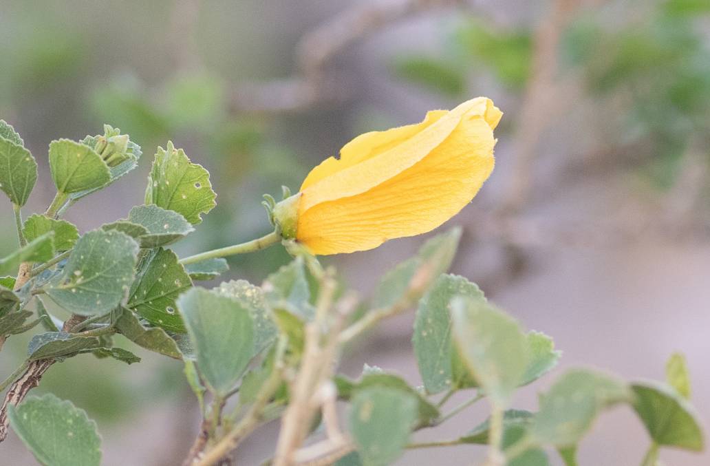 Hibiscus diriffan