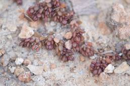 Socotra plant (Portulaca)