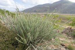 Euphorbia schimperi