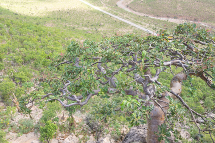 Boswellia popoviana