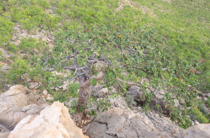 Boswellia popoviana