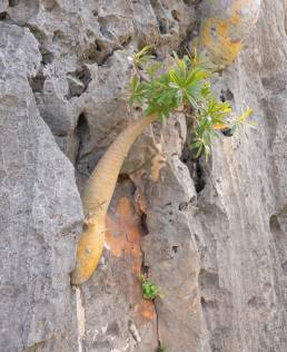 Socotran Fig (Dorstenia gigas)