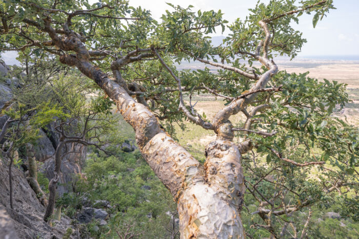 Boswellia popoviana