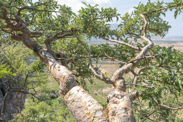 Boswellia popoviana