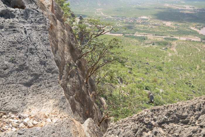 Boswellia popoviana