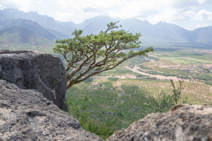 Boswellia popoviana