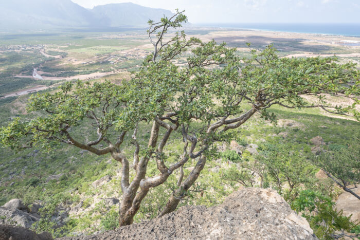 Boswellia popoviana