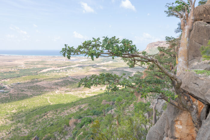 Boswellia popoviana