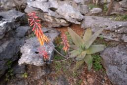 Perry's Aloe (Aloe perryi)