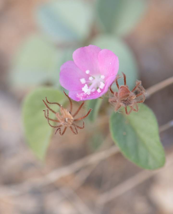 Socotra plant (unknown)