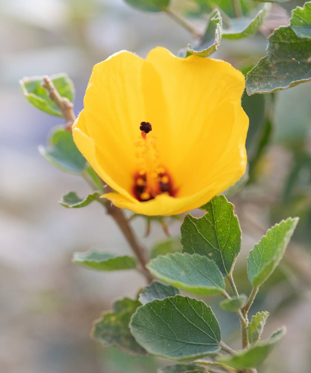 Hibiscus diriffan