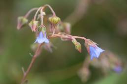 Trichodesma laxiflorum