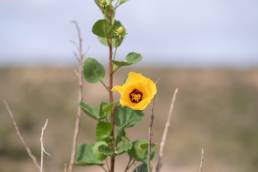 Hibiscus diriffan