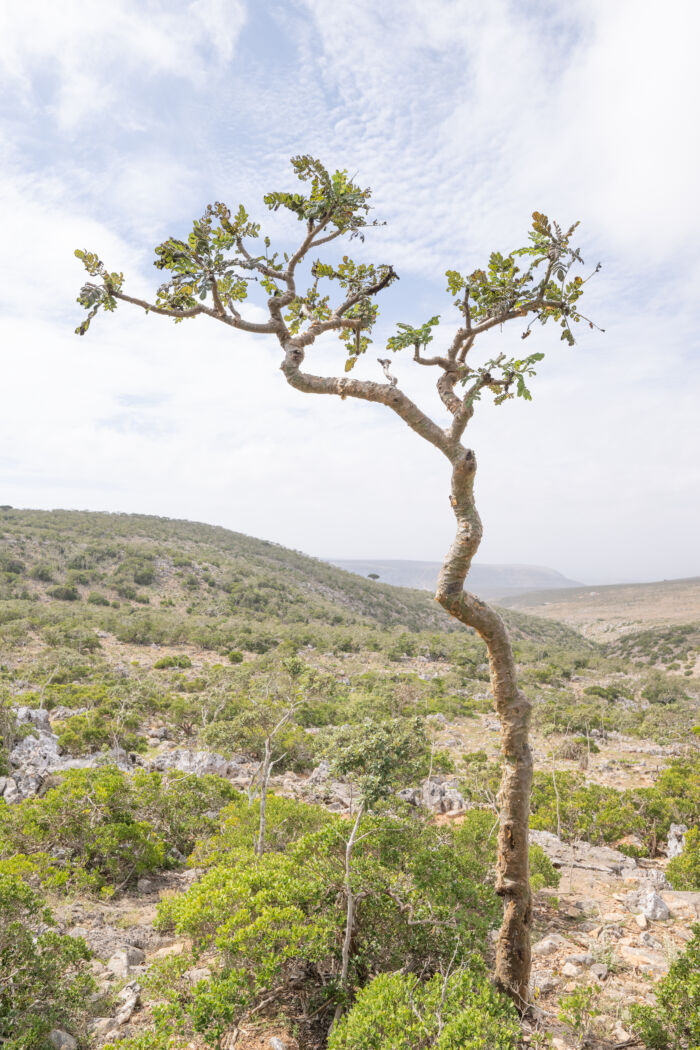 Boswellia ameero