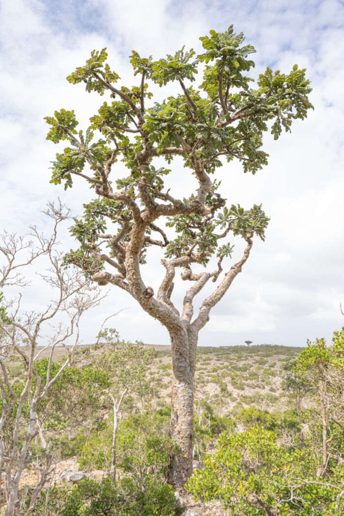 Boswellia ameero