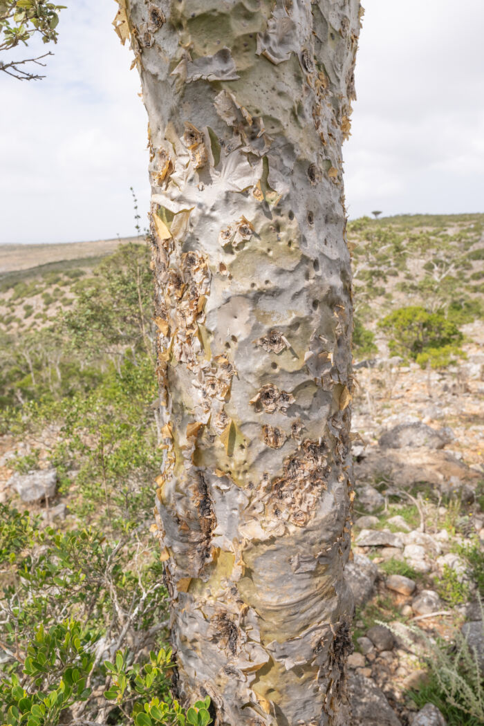 Boswellia ameero