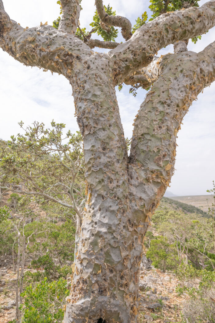 Boswellia ameero